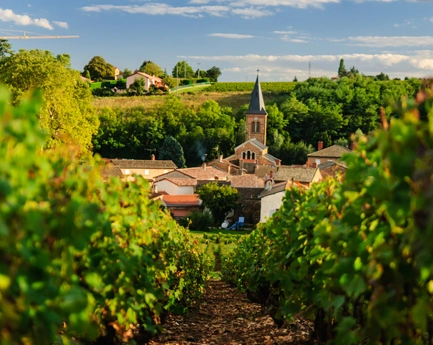 vignobles verdoyants du Beaujolais